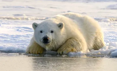 Declinul gheții din Arctica forțează urșii polari să folosească de 4 ori mai multă energie pentru a supraviețui
