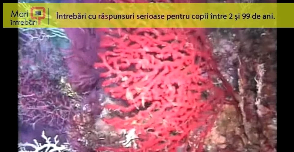 De ce coralul roşu poate supravieţui timp de 500 de ani?