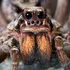 Păianjenii exotici, tot mai răspândiți în Europa. Specii noi identificate în Marea Britanie