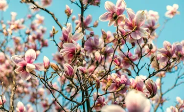 Meteorologii au actualizat prognoza! Cum va fi vremea în aprilie?