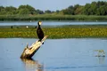 De ce vor statele UE să scape de cormorani?