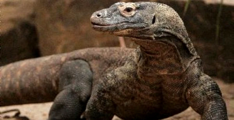 Tot mai multi indonezieni cad victime dragonilor de Komodo