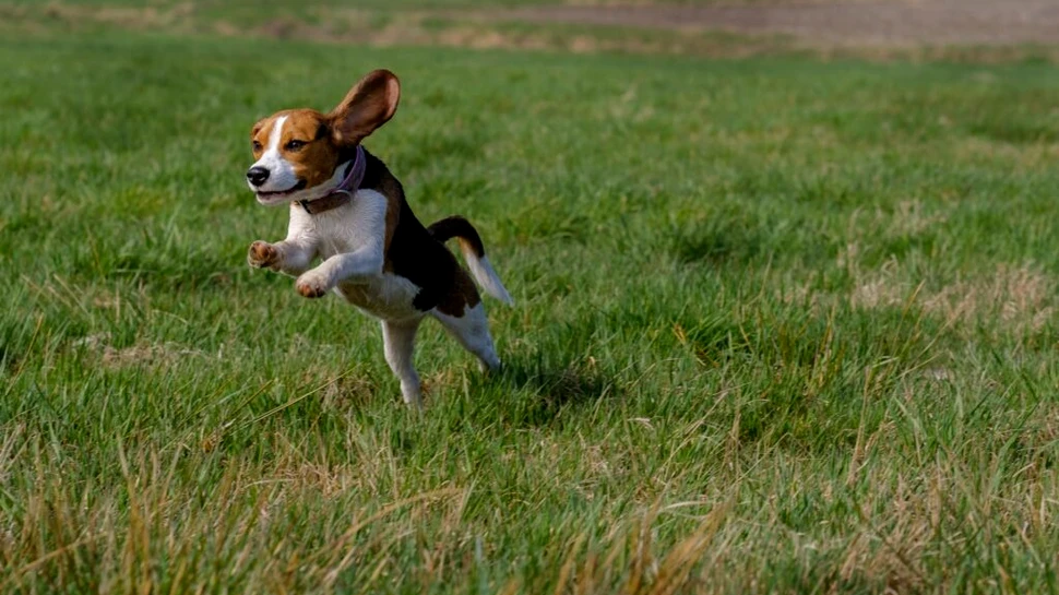 4.000 de câini beagle salvați de o asociație din SUA sunt oferiți spre adopție