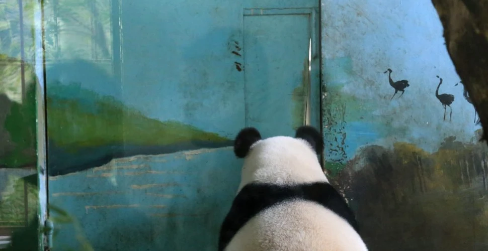 Cât costă operele de artă făcute de un urs panda