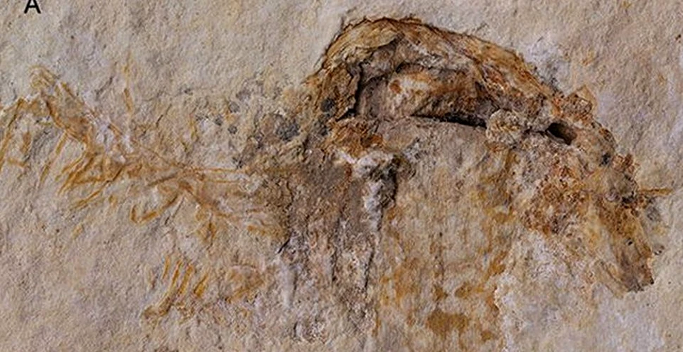 Cea mai veche ciupercă din lume a fost descoperită într-o fosilă veche de 115 milioane de ani. Este considerată ,,o minune ştiinţifică”