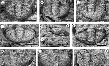 10 noi specii de fosile de trilobiți, descoperite în cenușă vulcanică