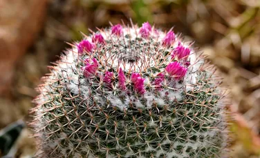 Mai multe specii de cactus, în pragul dispariției din cauza încălzirii globale