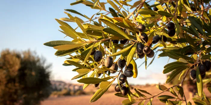 Câinii salvează măslinii Italiei de la o boală pentru care nu există leac