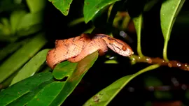 Știați că există șerpi „dreptaci”?