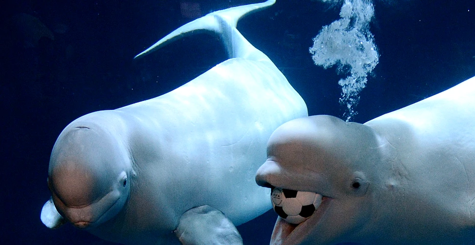 Uluitor: balena care imită vocea omului „doreşte să comunice cu noi”, afirmă cercetătorii (AUDIO)