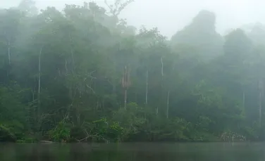Plantele „vorbesc” între ele? Ce au descoperit cercetătorii despre „comunicarea” dintre plante