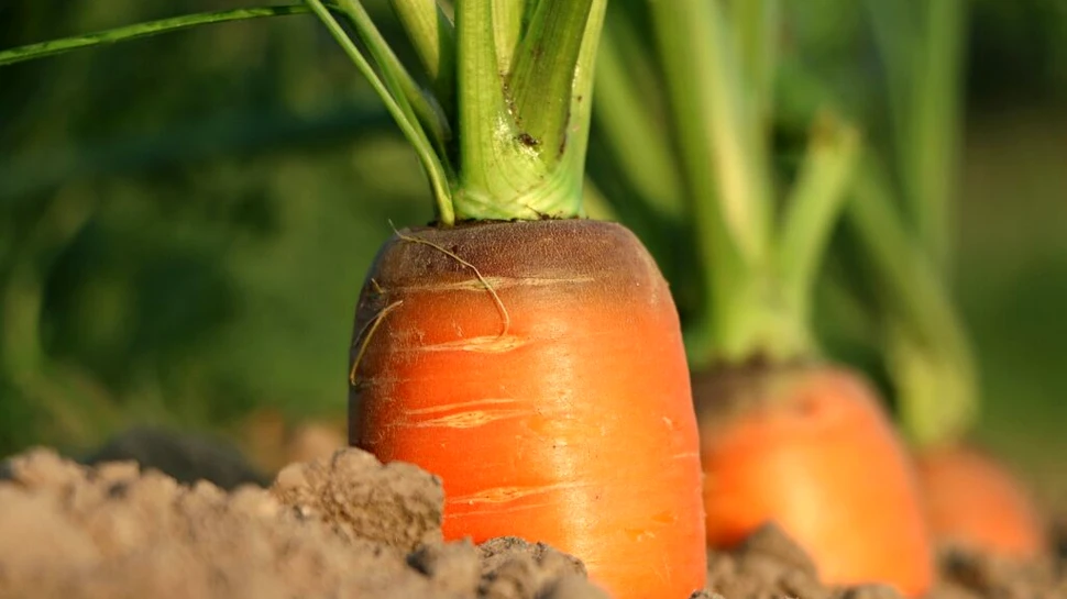 Plantele s-ar putea să nu-și mai revină complet niciodată după agricultură