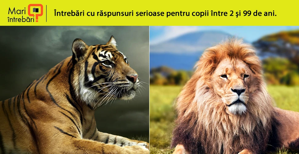 Cine ar ieşi învingător într-o luptă dintre un leu şi un tigru?