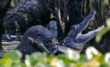 O vidră atacă şi mănâncă un aligator. Imagini surprinzătoare (Galerie FOTO)