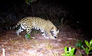 Jaguarii reapar in Mexic