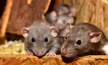 Oamenii au luat hepatita E de la şobolani, în Hong Kong, iar cercetătorii nu ştiu de ce