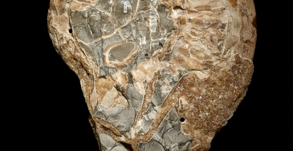 Dispariția înfricoșătoare în masă care s-a întâmplat în urmă cu 30 de milioane de ani