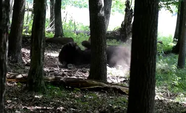 O „baie de praf” în mijlocul pădurii. Imagini inedite cu un zimbru în Parcul Natural Vânători Neamț