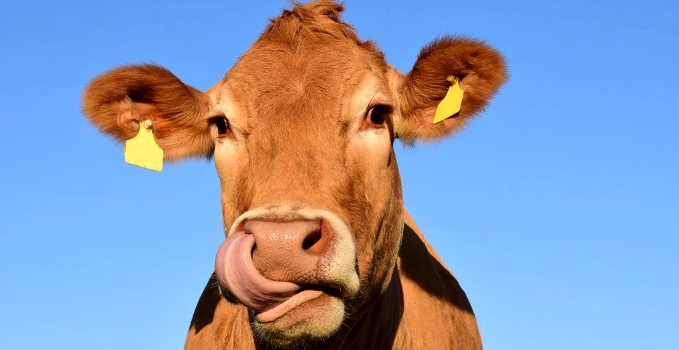 Cât de inteligente sunt, de fapt, vacile? Un nou studiu indică faptul că acestea vorbesc între ele despre mâncare!
