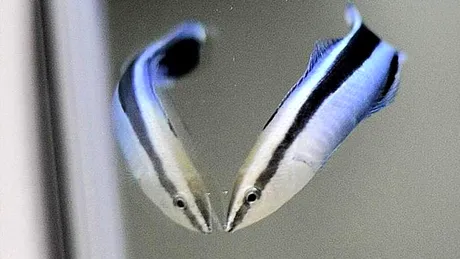 Un nou studiu arată că peștii sanitari sunt mai inteligenți decât au crezut cercetătorii