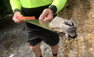 O molie gigantică rareori văzută de oameni, descoperită la o școală din Australia