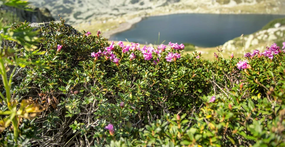 Bujorul de munte, floarea cu miros de vişine ce oferă un spectacol uimitor la începutul verii pe un munte din România – FOTO
