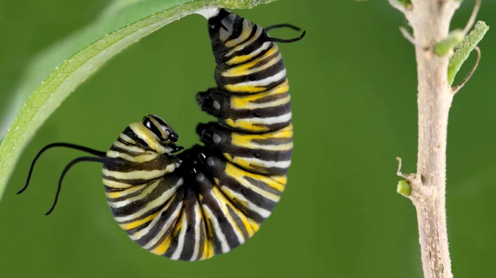 Ce se întâmplă cu un arbore atunci când mii de omizi îşi fac cuib în el. Un poliţist britanic a realizat o imagine incredibilă cu fenomenul – FOTO