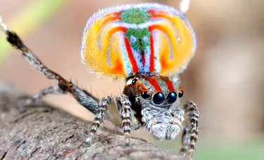Dansul păianjenului-păun: un spectaculos ritual de împerechere a fost filmat pentru prima dată (VIDEO)