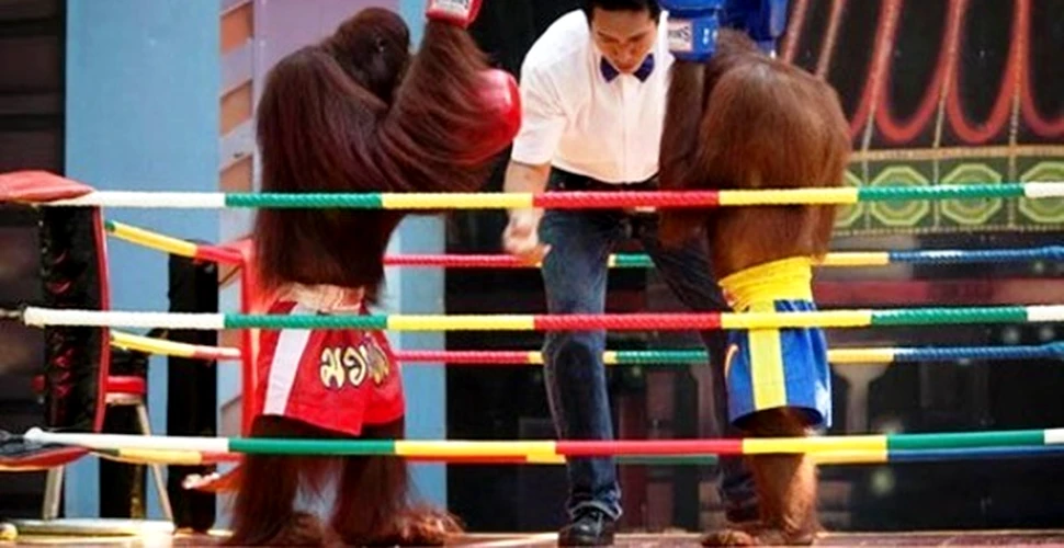 Meciurile de box intre urangutani, atractie turistica in Thailanda (FOTO)