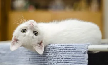 Cercetătorii au aflat ceea ce stăpânii de pisici deja ştiau: felinele îşi recunosc propriul nume