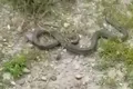 Șarpe de aproape 2 metri găsit într-un parc aglomerat din România