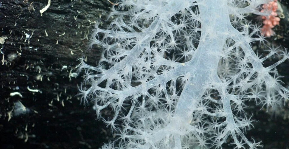 Un aisberg desprins din Antarctica a scos la iveală un ecosistem nemaivăzut până acum