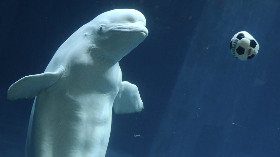 Fotografia zilei – Regele fotbal