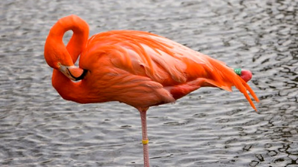 De ce sta pasarea flamingo intr-un picior ?