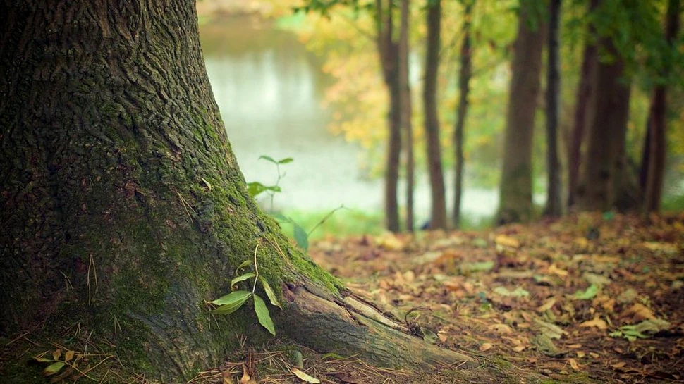 Cum va fi vremea în  România în următorii ani. Climatolog: Structura anotimpurilor se va schimba