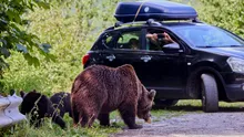 Lege nouă în România: urșii care intră în localități pot fi împușcați, amenzi uriașe pentru cei care îi hrănesc