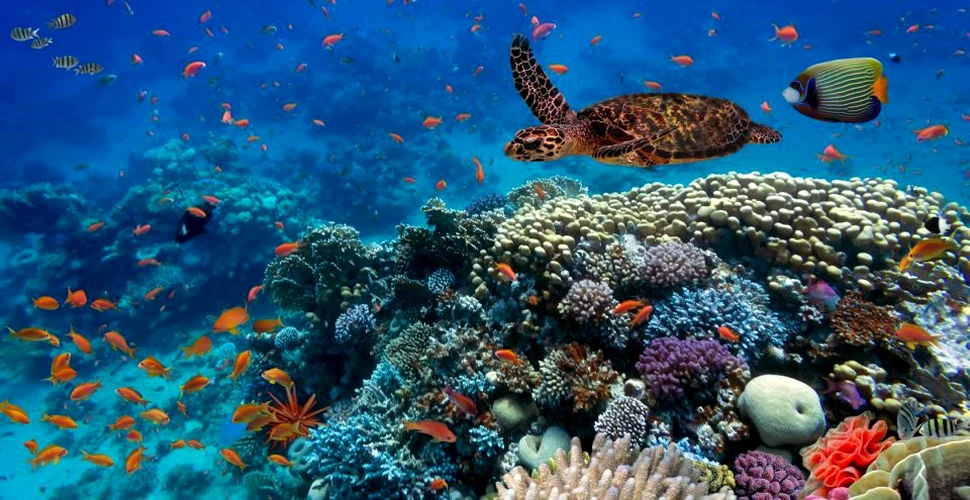 Concluzie alarmantă: ecosistemele marine se află într-un pericol şi mai mare decât s-a crezut până acum. Nu doar schimbarea climatică este de vină