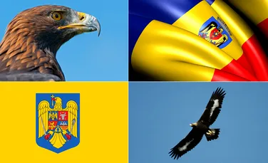 Acvila de munte: pasărea de pe stema României