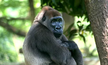 Cea mai rară subspecie de gorile a fost surprinsă în film (VIDEO)