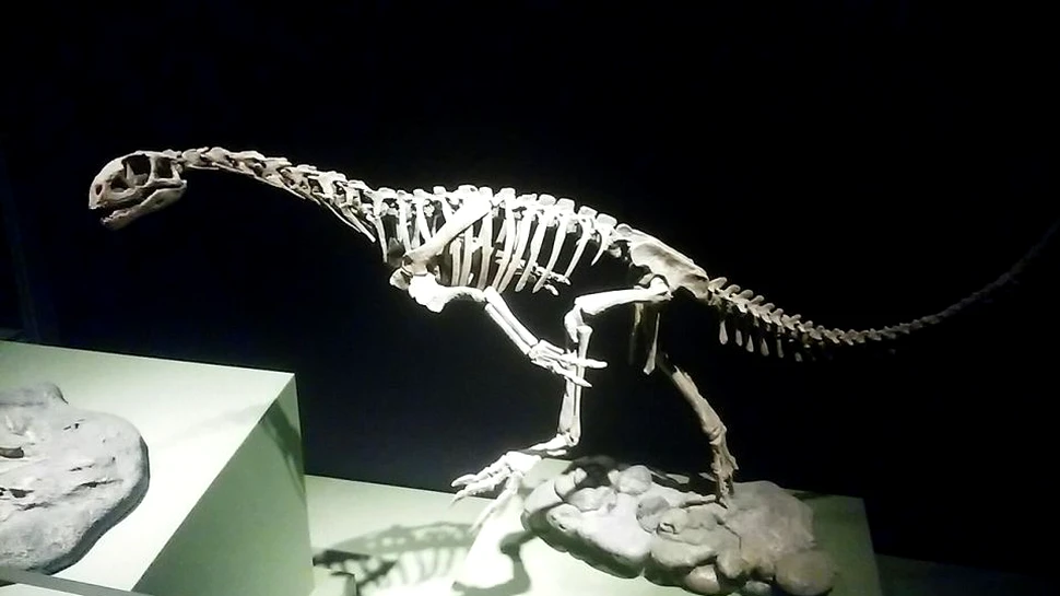 A fost rezolvat misterul ”dinozaurului Frankenstein”.  Ar putea reprezenta veriga lipsă a diviziunii dinozaurilor carnivori de cei ierbivori