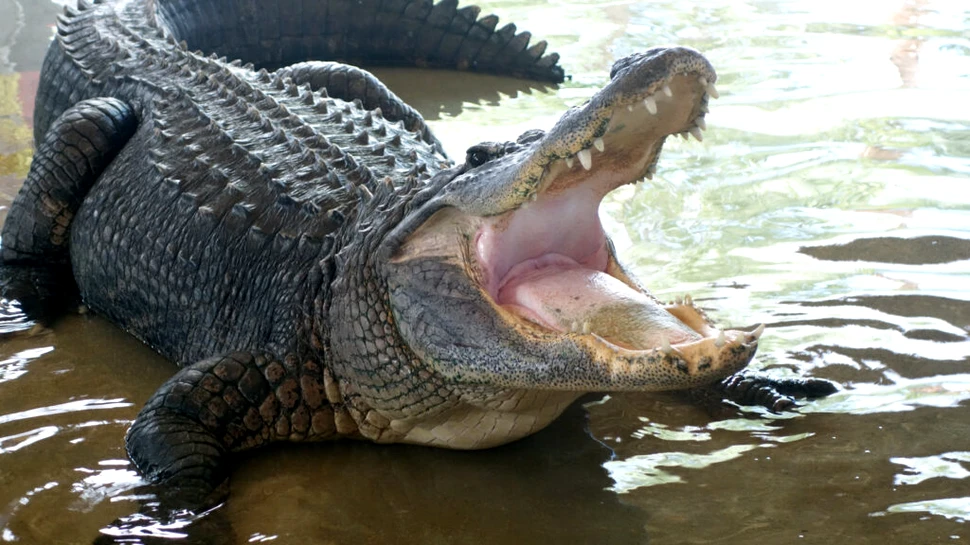 Un aligator rar a avut nevoie de operație. Ce au găsit medicii veterinari în stomacul său?