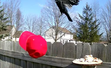 Un bărbat a dresat ciorile să atace șepcile MAGA