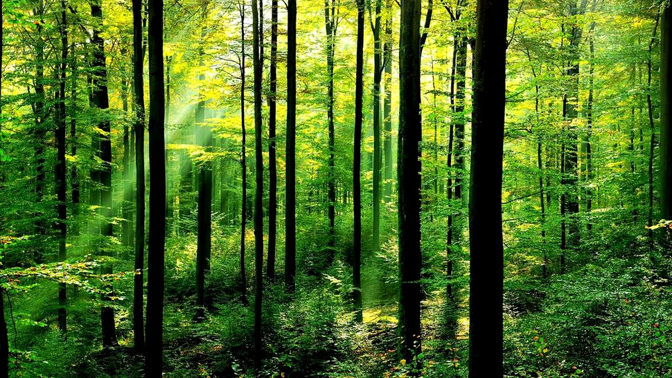 Pe Terra cresc trei mii de miliarde de copaci, însă rata tăierilor creşte alarmant