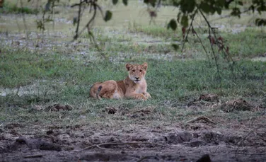 Un leu a fost văzut într-o regiune în care marile feline dispăruseră în urmă cu 20 de ani