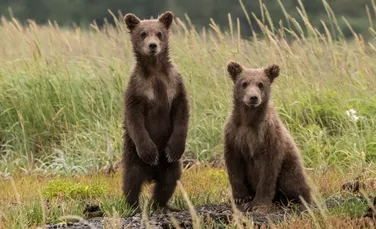 Bearflix, primul serviciu de video streaming de filme cu și despre urșii orfani, lansat în România