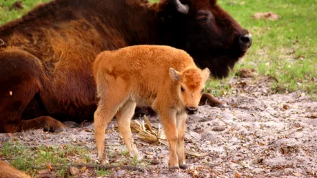 Un pui de bizon american este cel mai nou membru de la Grădina Zoologică din Craiova
