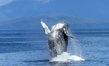 Balenele cu cocoașă călătoresc mii de kilometri pentru a se împerechea