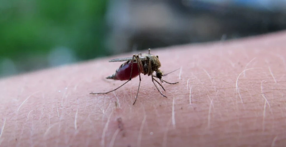 Țara care a lansat primul vaccin împotriva malariei din lume