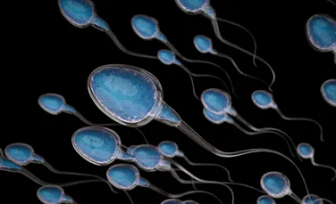 Primele testicule crescute în laborator ar putea fi capabile să producă spermă