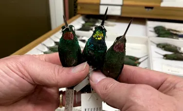 Un specimen hibrid de pasăre colibri cu gâtul auriu îi surprinde pe cercetători